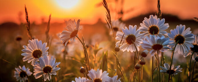 2023-06-21-chamomile-1-59449